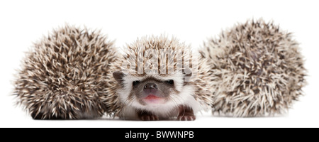 Vier-toed Igel, Atelerix Albiventris, 3 Wochen alt, vor weißem Hintergrund Stockfoto