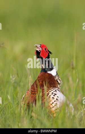 Gemeinsamen Fasan (Phasianus Colchicus) männlichen Erwachsenen, mit der Aufforderung, kann stehend in Wiese, Suffolk, England, Stockfoto