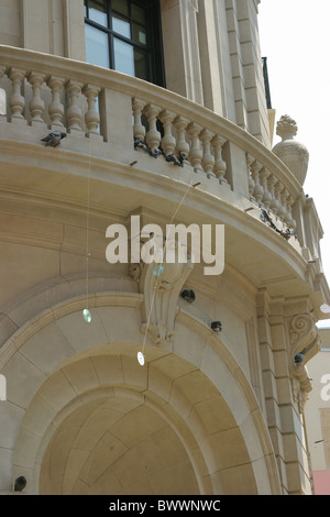 Wilde Taube Columba livia Stockfoto