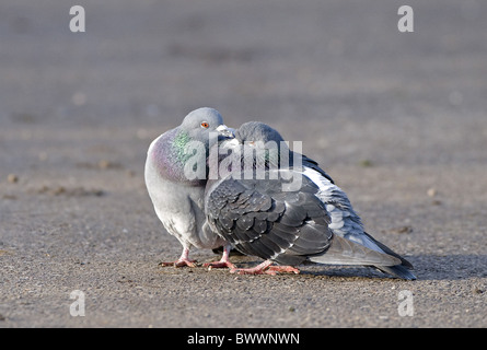 Wilde Taube (Columba Livia) Erwachsenen paar, Anzeige, Sussex, England Stockfoto