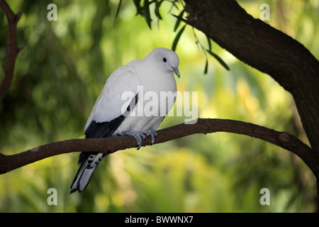 Pied Imperial-Taube (Ducula bicolor) Erwachsenen thront auf Zweig, Australien Stockfoto