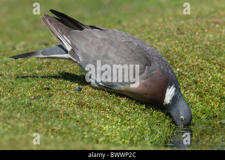 Ringeltaube (Columbus Palumbus) Erwachsenen, trinken aus Teich, Norfolk, England, april Stockfoto