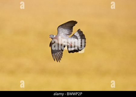 Ringeltaube (Columbus Palumbus) Erwachsenen, während des Fluges, Norfolk, England Stockfoto