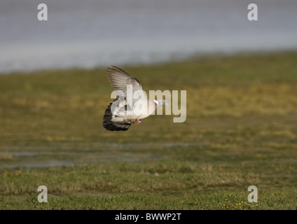 Ringeltaube (Columbus Palumbus) Erwachsenen, während des Fluges, Norfolk, England Stockfoto