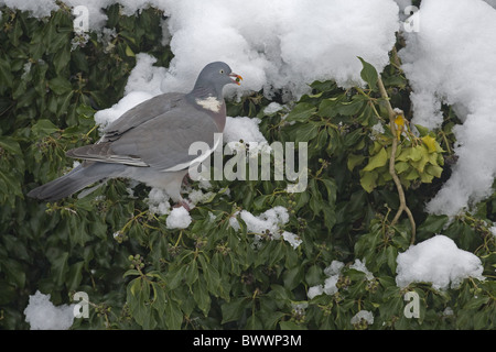 Ringeltaube (Columbus Palumbus) Erwachsenen, Fütterung auf Efeu (Hedera Helix) Beeren im Winter Schnee, Norfolk, England, Stockfoto