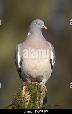 Hölzerne Taube (Columbus Palumbus) Erwachsene, winter gehockt Zaunpfahl im Garten, innen, Berwickshire, Schottland, Stockfoto