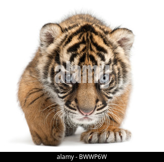 Sumatra Tiger Cub, Panthera Tigris Sumatrae, 3 Wochen alt, vor weißem Hintergrund Stockfoto