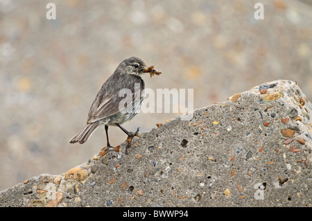 Rock Pieper (Anthus Petrosus) Erwachsenen, mit Nahrung im Schnabel, thront auf küstennahen Felsen, Seaford Kopf, East Sussex, England, Juli Stockfoto