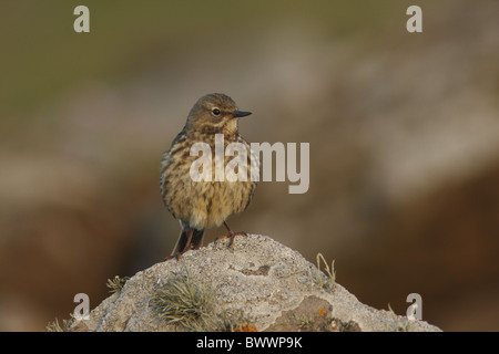 Rock-Pieper (Anthus Petrosus) Erwachsenen, thront auf Felsen Flechten bedeckt bei Dämmerung, Shetland Islands, Schottland, Juni Stockfoto