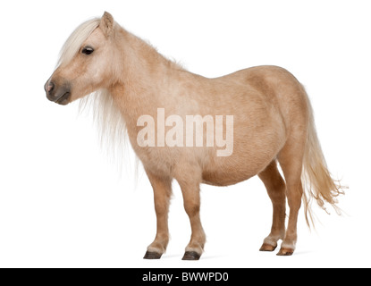 Palomino Shetlandpony, Equus Caballus, 3 Jahre alt, steht man vor weißem Hintergrund Stockfoto