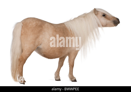 Palomino Shetlandpony, Equus Caballus, 3 Jahre alt, steht man vor weißem Hintergrund Stockfoto