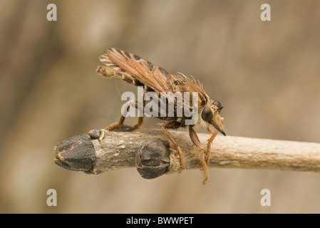 Wirbellose Wirbellosen Tier Arthropoden Gliederfüßer Insekt Insekten fliegen fliegen Robberfly Robberflies "Räuber-Fly" Stockfoto