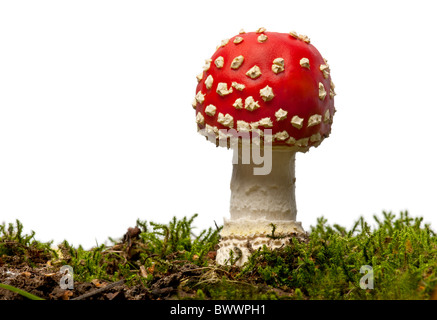 Fliege Agaric oder fliegen Amanita Pilz, Amanita Muscaria, vor weißem Hintergrund Stockfoto