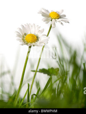 Gänseblümchen im Rasen vor weißem Hintergrund Stockfoto