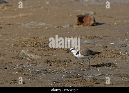 Seeregenpfeifer (Charadrius Alexandrinus Nihonensis) Erwachsene, Sommer Gefieder, Fütterung im Wattenmeer mit Krabben in Schnabel, Hebei, China, Stockfoto