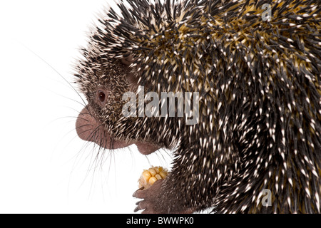 Nahaufnahme des brasilianischen Stachelschwein, Coendou Prehensilis, hält Mais vor weißem Hintergrund Stockfoto