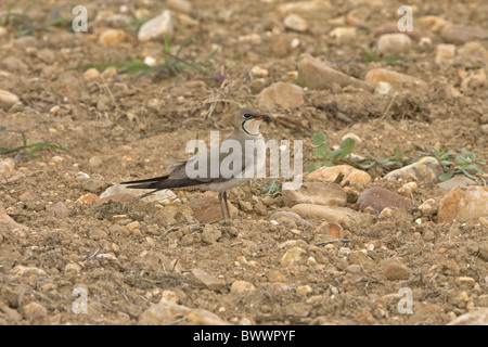 Rotflügel Brachschwalbe (Glareola Pratincola) Erwachsenen, auf der Suche nach Nestsite in steinigen Feld, Extremadura, Spanien, kann Stockfoto