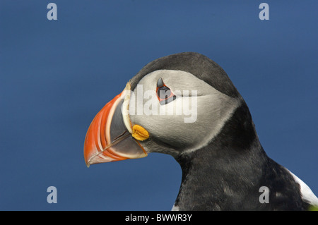 Papageitaucher (Fratercula Arctica) Erwachsene, Sommer Gefieder, Nahaufnahme des Kopfes, Hornoya Insel, Tusenoyane, Spitzbergen, Norwegen Stockfoto