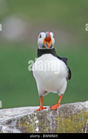 Papageitaucher (Fratercula Arctica) Erwachsenen, gieren, auf Felsen, Farne Islands, Northumberland, England, Juni steht Stockfoto