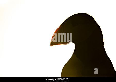 Papageitaucher (Fratercula Arctica) Erwachsene, Nahaufnahme des Kopfes, Silhouette, bei Sonnenaufgang, Skomer Island, Pembrokeshire, Wales Stockfoto