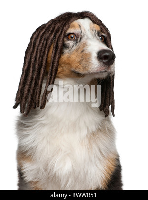 Australian Shepherd Welpen tragen eine Dreadlock Perücke, 5 Monate alt, vor weißem Hintergrund Stockfoto