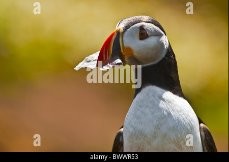 Papageitaucher (Fratercula Arctica) Erwachsenen, verkennen Kunststoff für Lebensmittel, Berücksichtigung der Burrow, Küken, zu ernähren, Skomer Island, Pembrokeshire, Wales Stockfoto