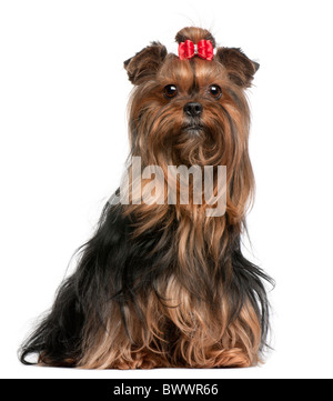 Yorkshire-Terrier trägt rote Bogen, weißer 9 Jahre alt, sitzt vor Hintergrund Stockfoto