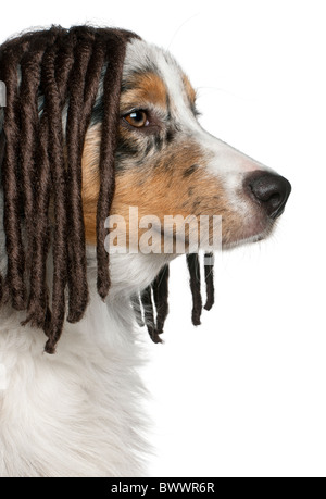 Australian Shepherd Welpen tragen eine Dreadlock Perücke, 5 Monate alt, vor weißem Hintergrund Stockfoto