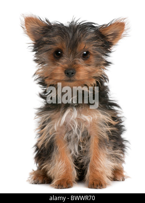 Yorkshire Terrier Welpen, 3 Monate alt, sitzt vor weißem Hintergrund Stockfoto