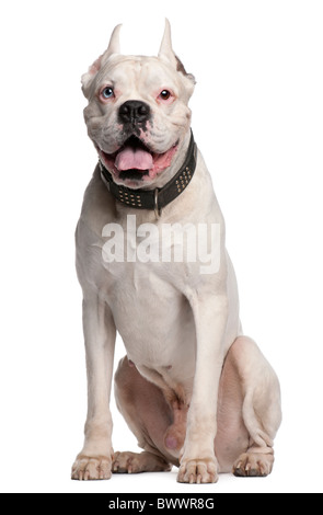 Boxer mit Ohren schneiden, 1 Jahr alt, sitzt vor weißem Hintergrund Stockfoto