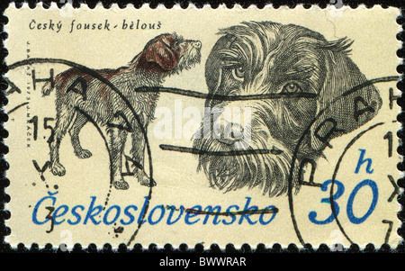 Tschechoslowakei - CIRCA 1973: Eine Briefmarke gedruckt in der Tschechoslowakei zeigt Hund Cesky Fousek belous - wirehaired Zeiger, ca. 1973 Stockfoto