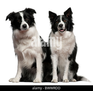 Border Collies, 1 Jahr und 9 Jahre alt, sitzt vor weißem Hintergrund Stockfoto