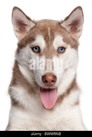 Siberian Husky Welpen, 4 Monate alt, vor weißem Hintergrund Stockfoto