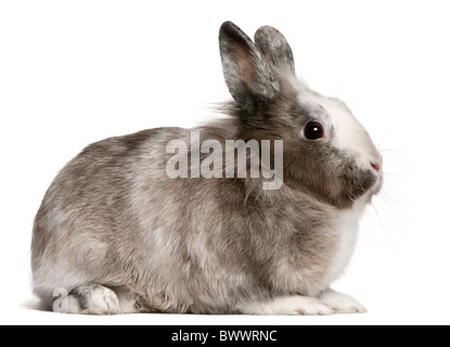 Kaninchen, 11 Monate alt, vor weißem Hintergrund Stockfoto