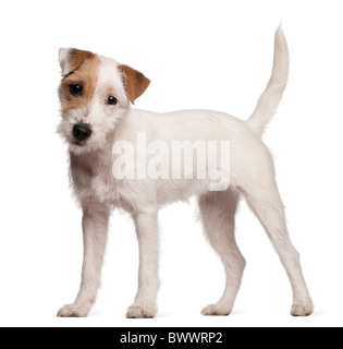 Parson Russell Terrier Welpen, 6 Monate alt, vor weißem Hintergrund Stockfoto