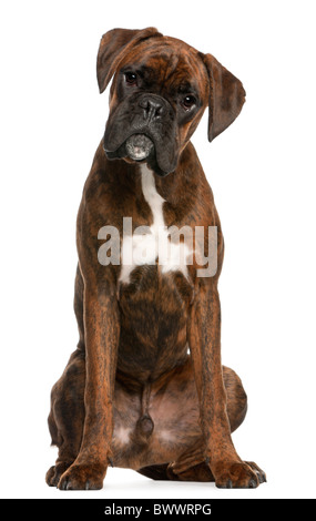 Boxer sitzt vor weißem Hintergrund Stockfoto