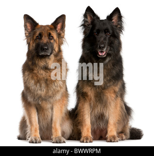 Zwei Deutsche Schäferhunde sitzen vor weißem Hintergrund Stockfoto