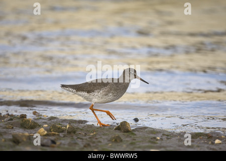Gemeinsamen Rotschenkel (Tringa Totanus) Erwachsenen, Futtersuche am Ufer, Norfolk, England Stockfoto