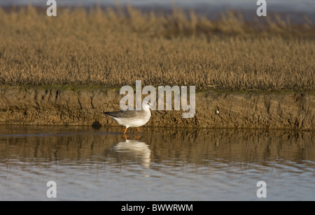 Gefleckte Rotschenkel (Tringa Erythropus) Jugendkriminalität, Fütterung in küstennahen Feuchtgebieten Lebensraum, Norfolk, England, winter Stockfoto