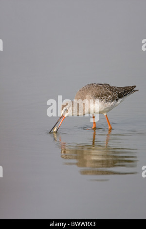 Gefleckte Rotschenkel Tringa erythropus Stockfoto