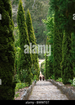 VON BÄUMEN GESÄUMTE AVENUE MIT STUFEN ZUM MAROONDAH DAMM IN DER NÄHE VON HEALESVILLE VICTORIA, AUSTRALIEN Stockfoto