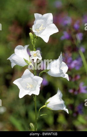 Pfirsich-blättrige Glockenblume, Pfirsich-Glocken, Willow Bell (Campanula Persicifolia). Stockfoto