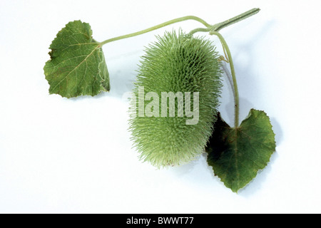 Wilde Gurke, Igel Kürbis (Cucumis Dipsaceus), Obst mit Blättern, Studio Bild. Stockfoto