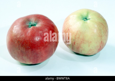 Heimischen Apfel (Malus Domestica), Sorte: Idared, Studio Bild. Stockfoto