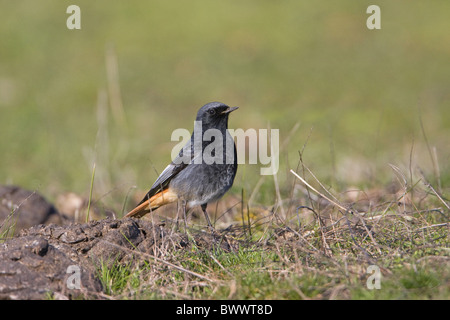 Black Redstart (Phoenicurus Ochruros) Männchen, Nahrungssuche in Weide, Extremadura, Spanien, Herbst Stockfoto
