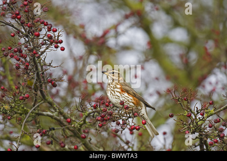 Rotdrossel (Turdus Iliacus) Erwachsene, Migranten, Fütterung auf Weißdorn Beeren, Norfolk, England, winter Stockfoto