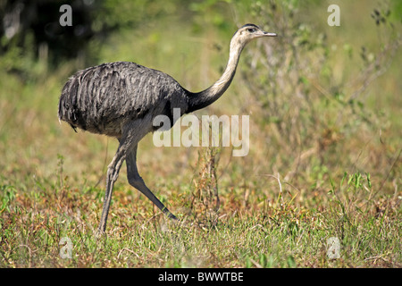 Größere Rhea (Rhea Americana) Erwachsenfrau, Wandern, Pantanal, Mato Grosso, Brasilien Stockfoto