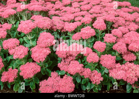 Ice-Werk (Sedum Spectabile), Vielfalt: Herbstzauber, Blüte. Stockfoto