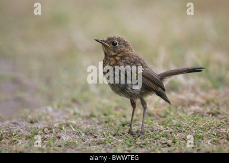 Rotkehlchen (Erithacus Rubecula) jung, stehend auf Rasen, in der Nähe von Fishguard, Pembrokeshire, Wales Stockfoto