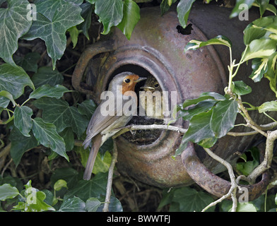 Rotkehlchen Erithacus rubecula Stockfoto